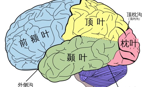 清热解毒食谱大全-清热解毒的食疗方法专区_清热解暑的食物有哪些专区_清热解食物有哪些网